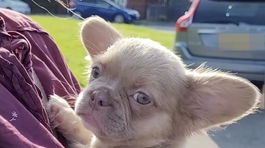 VIER PFOTEN 2024-11-26 00113