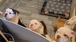 VIER PFOTEN 2025-02-14 00027