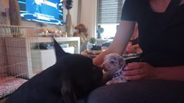 VIER PFOTEN 2025-02-25 00022