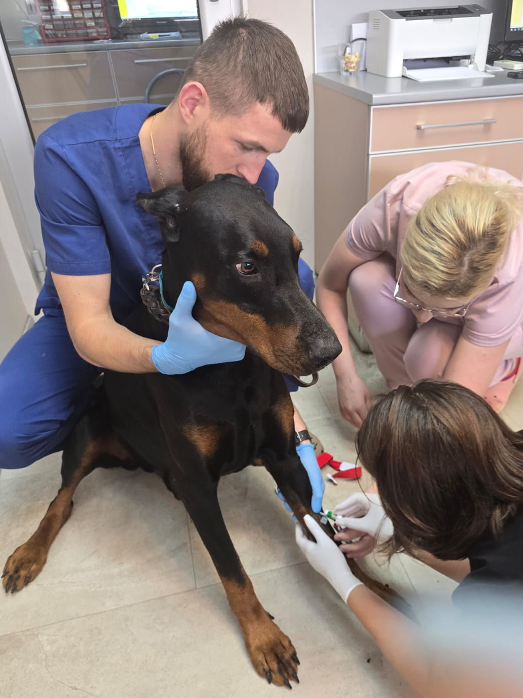 Doberman Hektor sa stal darcom krvi.