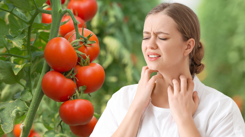 paradajky, rajčiny, rajčiaky, alergia,