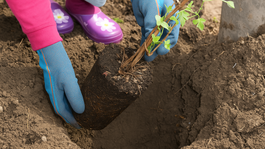 plamienok, výsadba, krok za krokom, postup, 2