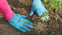 plamienok, výsadba, krok za krokom, postup, 3