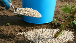 plamienok, výsadba, krok za krokom, postup, 4