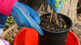 plamienok, výsadba, krok za krokom, postup, 1