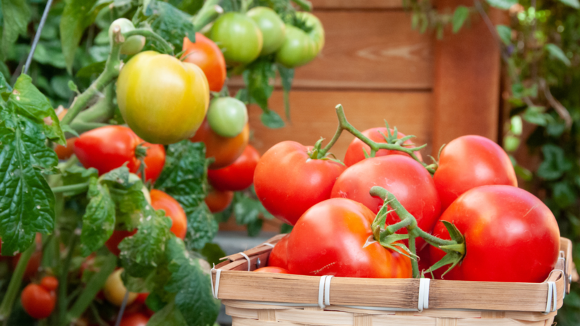 rajčiny, paradajky, rajčiaky,