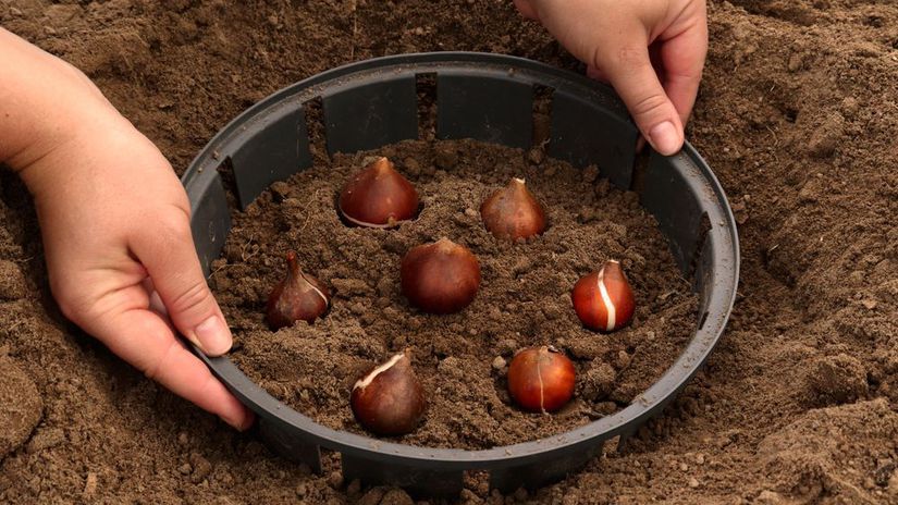 Hraboše dokážu zničiť celú výsadbu. Spoľahlivo...