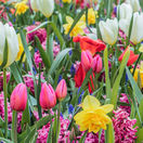 jarné cibuľoviny, cibuľoviny, narcisy, tulipány, 1667087161