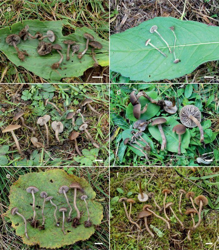 Koláž fotiek publikovaných v odbornej práci....