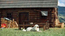 COOP Jednota, bača a honelník