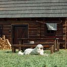 COOP Jednota, bača a honelník