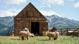 COOP Jednota, bača a honelník