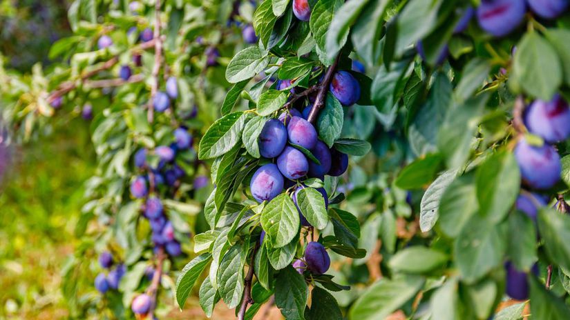 slivky, slivka, 2161643157