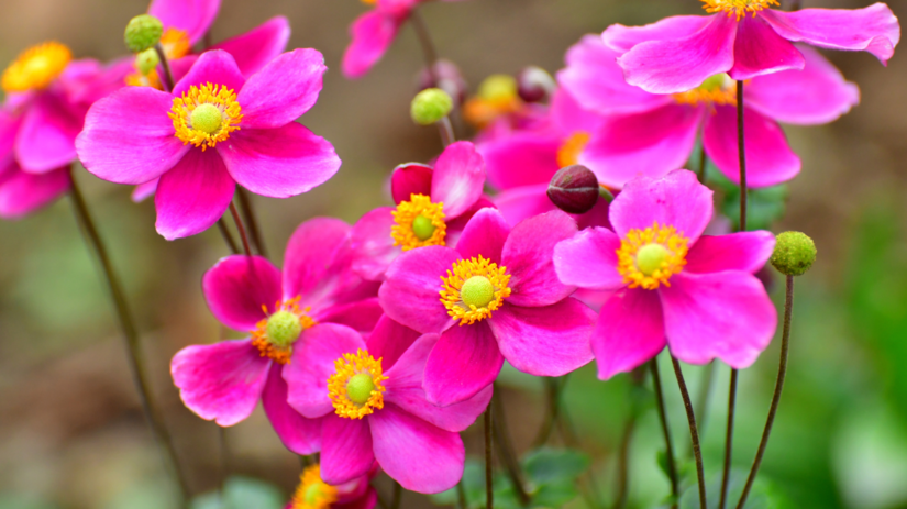 veternica, japonská veternica