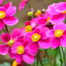 veternica, japonská veternica