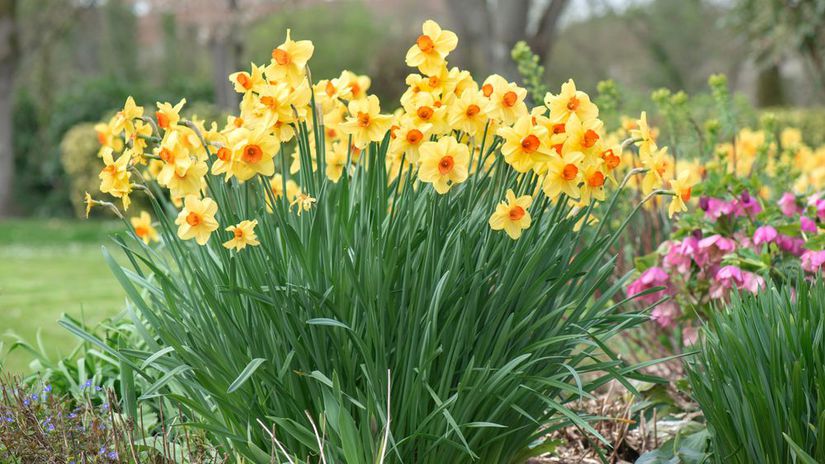 narcis, narcisy, 2537038409