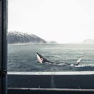 Severný ľadový oceán, kosatka, loď, ľad, Arktída