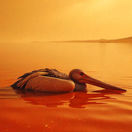 jazero Natron, Tanzánia, pelikán