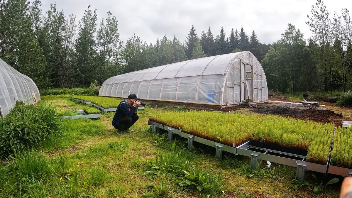 V lesnej škôlke na Islande.