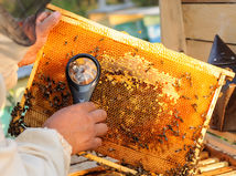 Tichá vzbura vo včeľom úli. Vedci zistili,...