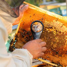 včely, včelár, plást, 506797855