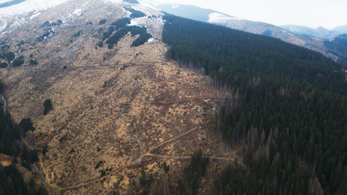Dopadne Slovensko tiež ako krajina bez lesov?