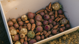 Krok za krokom: jama na zimné uskladnenie zeleniny