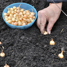 cibuľa, sadzačka, výsadba cibule,
