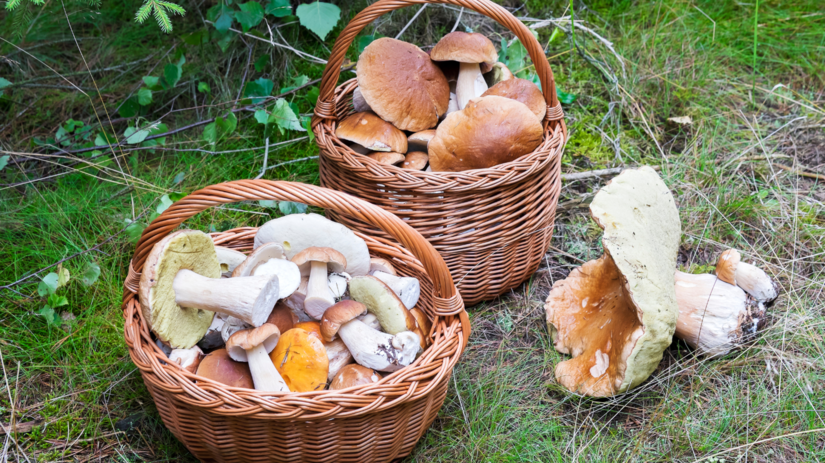 hríb, hríby, hubačka,