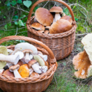 hríb, hríby, hubačka,