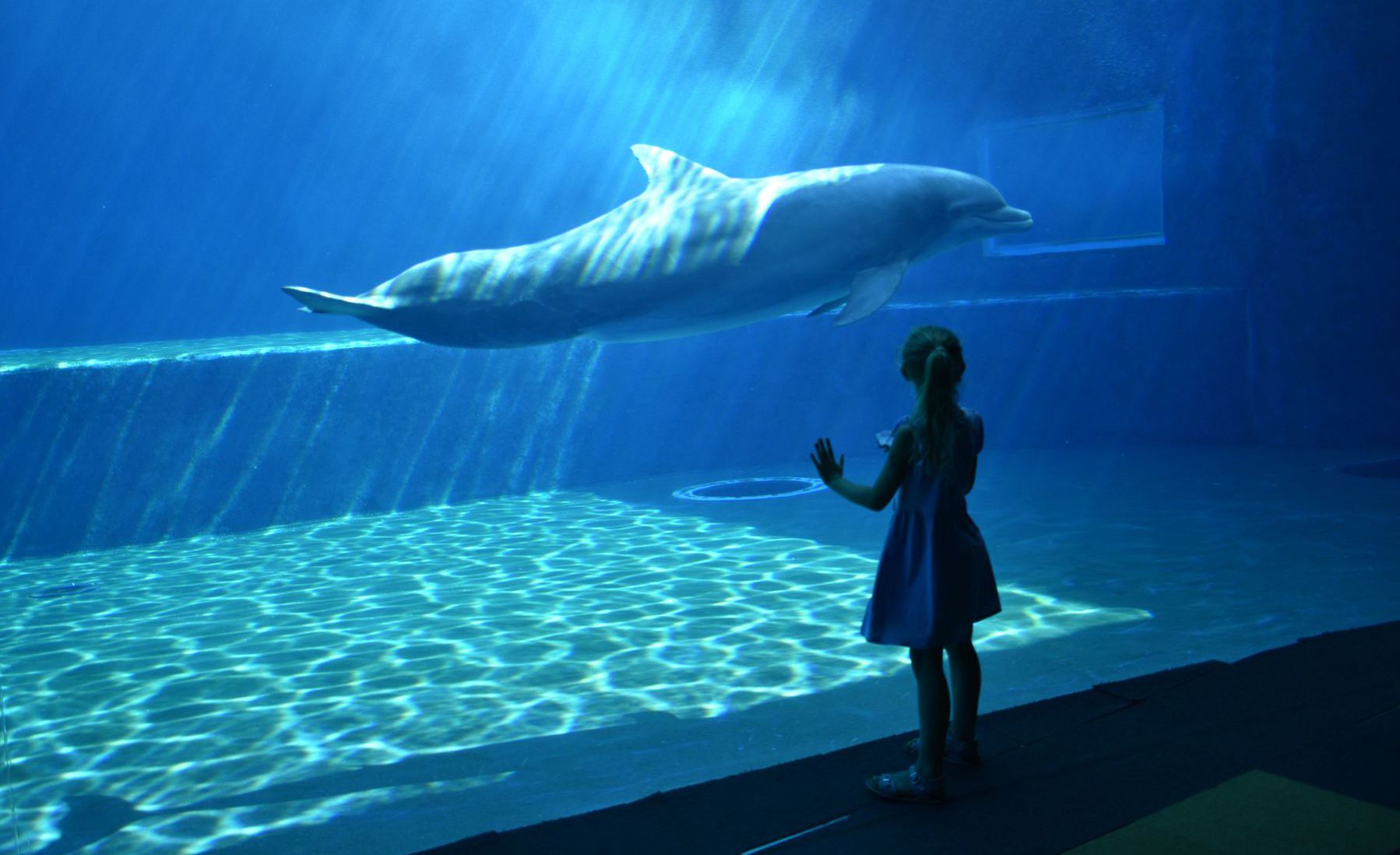 Pavilón s delfínmi je najpopulárnejšou časťou...