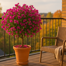 bugénvilea, NEPOUŽÍVAŤ