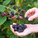 černice, 2667221713