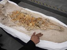 Vedci našli fosíliu obrieho prehistorického...