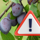 slivky, výkričník, upozornenie,