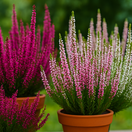 vres obyčajný, NEPOUŽÍVAŤ