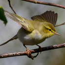 kolibiarik sykavý, kvíz