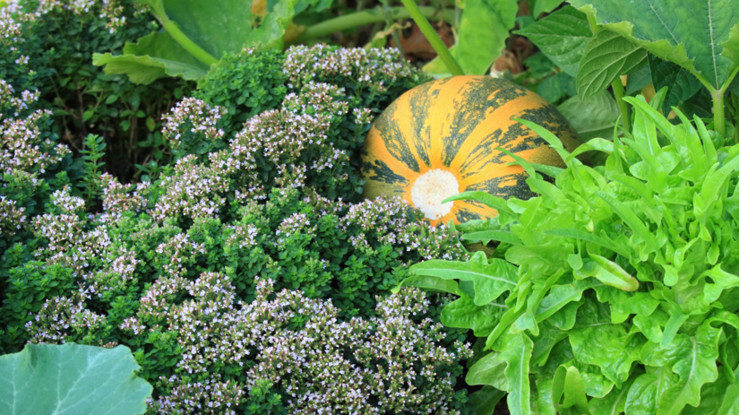 Farebná harmónia – tekvica, tymian a svieži...