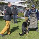 Doručovatelia / Pošta / Pes / Útok /