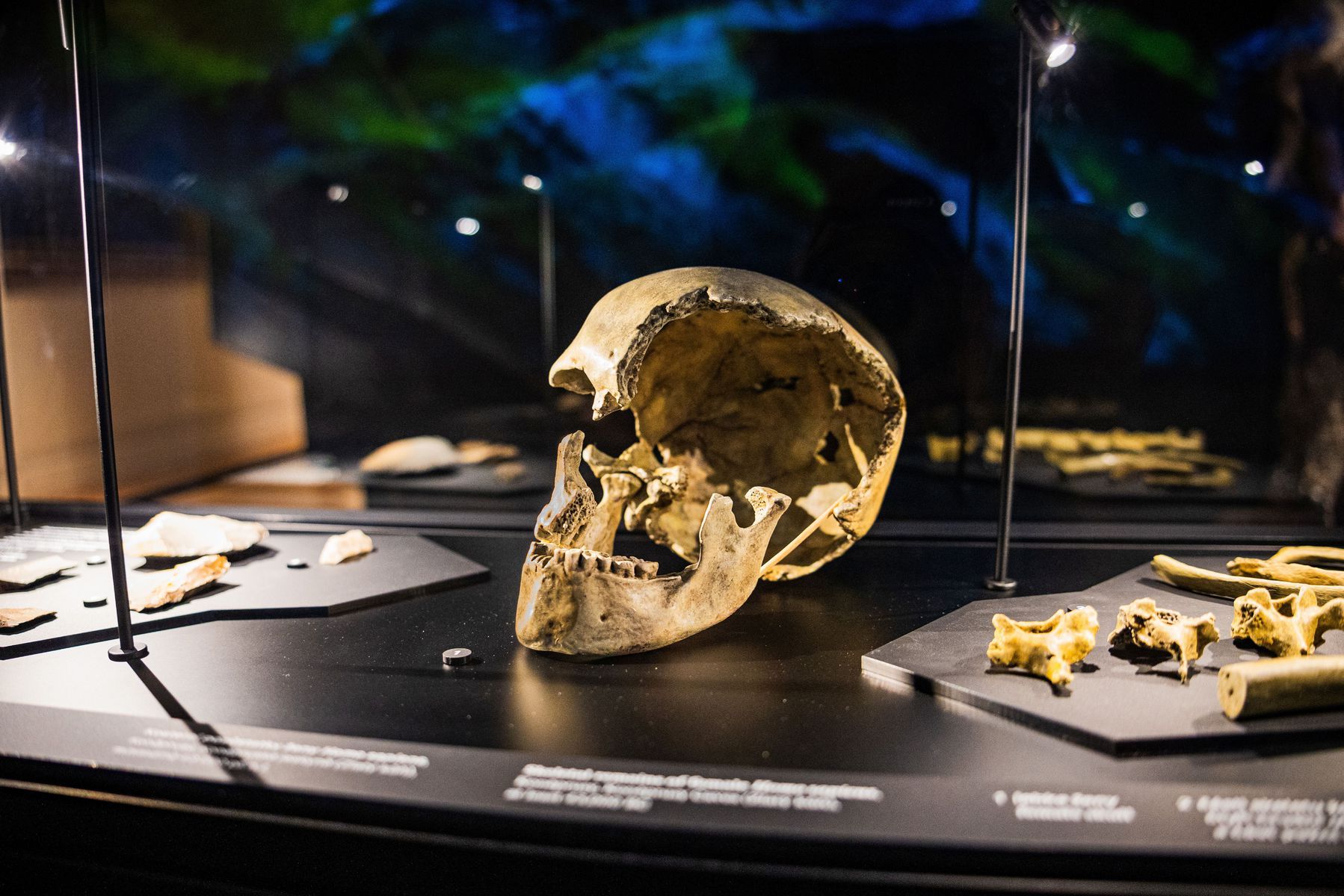 Jedna z mnohých pravekých lebiek v expozícii...