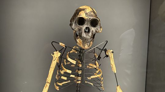 Rekonštrukcia kostry Lucy starej 3,2 milióna...