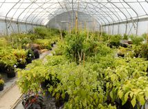 Záhrada / Botanická /