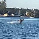 kengura, klokan, Austrália, skákanie, voda, more