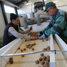 06 07 Triedenie orechov  foto Sedlak 