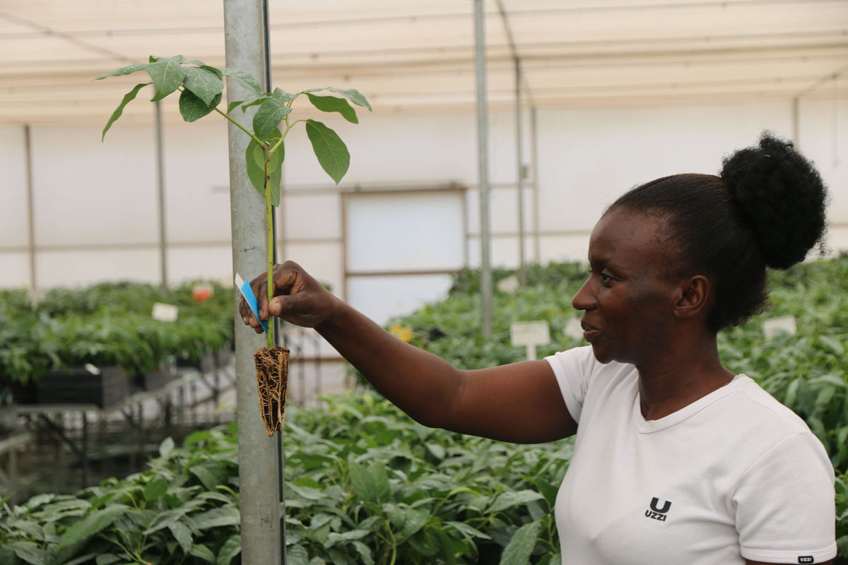 Na farme Allesbeste šľachtia avokádo.