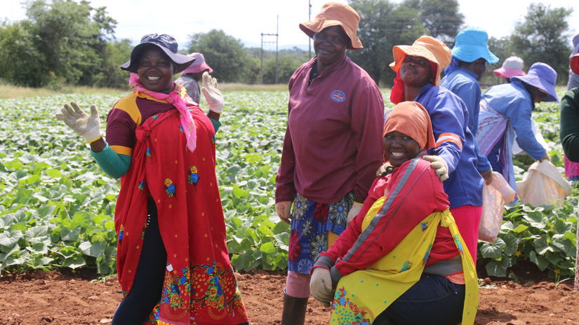 južná afrika, uhorky