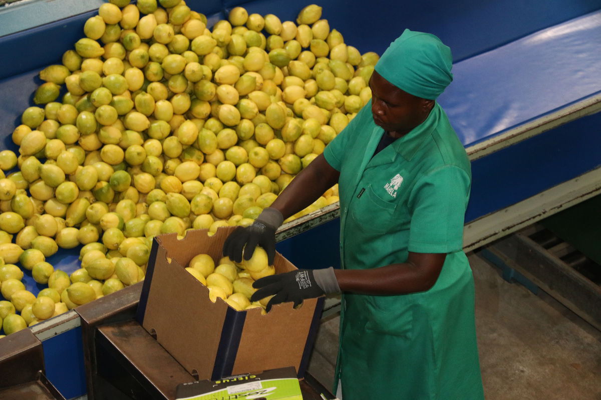 Mahela Group je jedným z najväčších producentov...