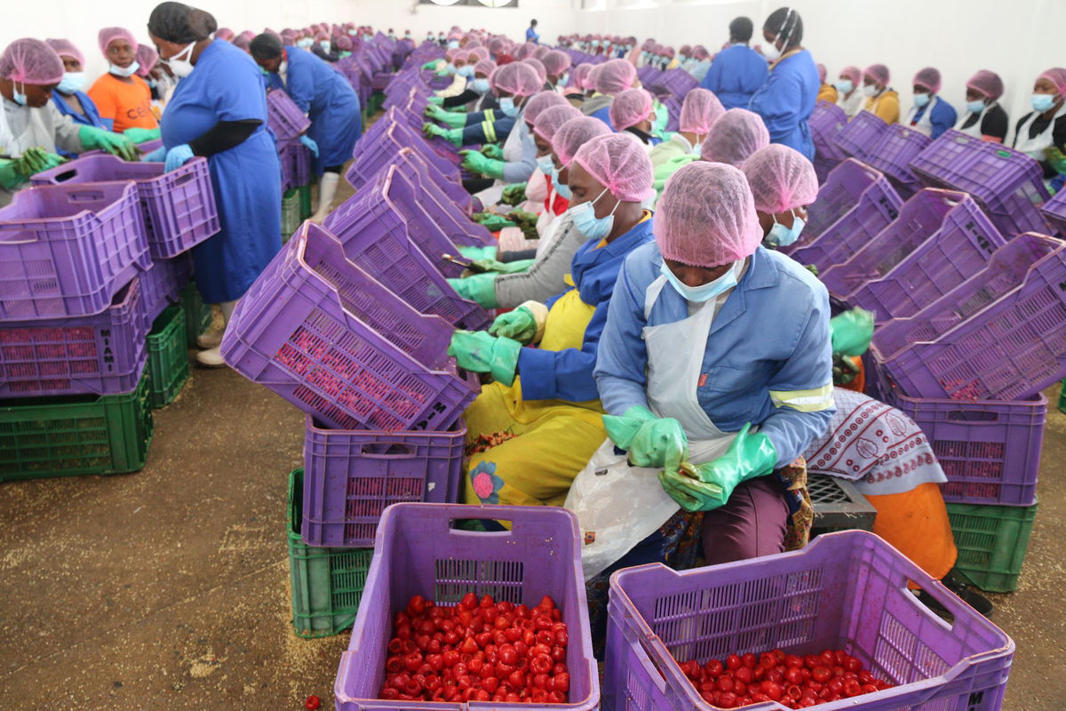 V konzervárni Miami Canners pracujú stovky...