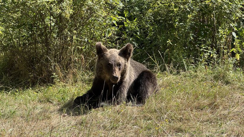 Medvede tu stretnete na každom rohu. Musíte byť...