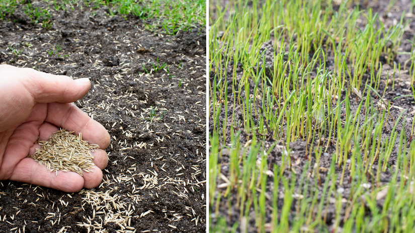 trávnik, výsev, siatie trávnika,